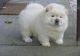 Chow Chow Puppies for sale in Austin, TX, USA. price: NA