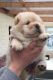 Chow Chow Puppies for sale in Garden Grove, CA, USA. price: NA