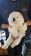Chow Chow Puppies for sale in Evansville, WY, USA. price: NA