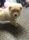 Chow Chow Puppies for sale in Doddridge, Sulphur Township, AR 71826, USA. price: NA