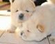 Chow Chow Puppies for sale in Berkeley, CA, USA. price: NA