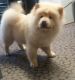 Chow Chow Puppies for sale in Bay City, OR 97107, USA. price: NA