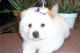 Chow Chow Puppies for sale in Laredo, TX, USA. price: NA