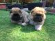Chow Chow Puppies for sale in Akron, CO 80720, USA. price: NA