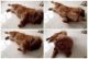 Chow Chow Puppies for sale in Montgomery, AL, USA. price: NA