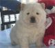 Chow Chow Puppies for sale in Carlsbad, CA, USA. price: NA