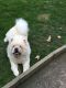 Chow Chow Puppies for sale in Akron, CO 80720, USA. price: NA