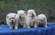 Chow Chow Puppies for sale in San Jose, CA, USA. price: NA
