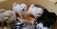 Chow Chow Puppies for sale in Detroit, MI, USA. price: NA