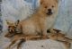 Chow Chow Puppies for sale in Gresham, OR, USA. price: NA