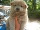 Chow Chow Puppies for sale in Clarksville, TN, USA. price: NA