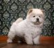 Chow Chow Puppies for sale in Chula Vista, CA, USA. price: NA
