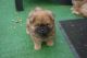 Chow Chow Puppies for sale in Fontana, CA, USA. price: NA