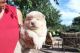 Chow Chow Puppies for sale in Brandon, FL, USA. price: NA