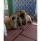 Chow Chow Puppies for sale in San Antonio, TX, USA. price: NA