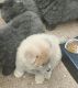 Chow Chow Puppies for sale in El Paso, TX, USA. price: NA