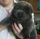 Chow Chow Puppies for sale in East Los Angeles, CA, USA. price: NA