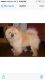 Chow Chow Puppies for sale in East Los Angeles, CA, USA. price: NA