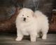 Chow Chow Puppies for sale in Little Creek, DE 19901, USA. price: NA