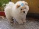 Chow Chow Puppies for sale in Rosamond, CA, USA. price: NA
