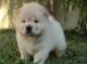 Chow Chow Puppies for sale in Thornton, CO, USA. price: NA