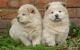 Chow Chow Puppies for sale in Selbyville, DE 19975, USA. price: NA