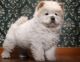 Chow Chow Puppies for sale in Memphis, TN, USA. price: NA