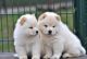 Chow Chow Puppies
