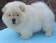 Chow Chow Puppies for sale in Anaktuvuk Pass, AK, USA. price: NA