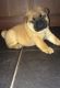 Chow Chow Puppies for sale in Downey, CA, USA. price: NA