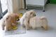 Chow Chow Puppies for sale in Kuwait City, Kuwait. price: NA