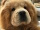 Chow Chow Puppies for sale in Minneapolis, MN, USA. price: NA