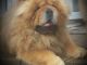 Chow Chow Puppies for sale in Minneapolis, MN, USA. price: NA