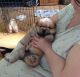 Chow Chow Puppies for sale in Flint, MI, USA. price: NA