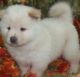 Chow Chow Puppies for sale in St. Petersburg, FL, USA. price: NA