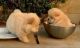Chow Chow Puppies for sale in Birmingham, AL, USA. price: NA