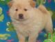 Chow Chow Puppies for sale in Cedar Rapids, IA, USA. price: NA