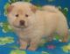 Chow Chow Puppies for sale in Akeley, MN 56433, USA. price: $200