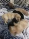 Chow Chow Puppies for sale in Amherst, NH 03031, USA. price: NA