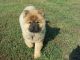 Chow Chow Puppies for sale in Local St, Kumba, Cameroon. price: NA