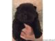 Chow Chow Puppies for sale in Wyoming, MN, USA. price: NA
