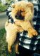 Chow Chow Puppies for sale in Denver County, CO, USA. price: NA