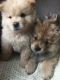 Chow Chow Puppies for sale in Charlotte, NC, USA. price: NA