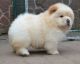 Chow Chow Puppies for sale in Gonzales, LA 70737, USA. price: NA