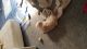 Chow Chow Puppies for sale in Columbiana County, OH, USA. price: NA