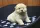 Chow Chow Puppies for sale in NJ-38, Cherry Hill, NJ 08002, USA. price: NA