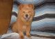 Chow Chow Puppies for sale in Des Moines, IA, USA. price: $500