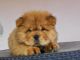 Chow Chow Puppies for sale in Waco, TX, USA. price: NA