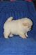 Chow Chow Puppies for sale in Maryland City, MD, USA. price: NA