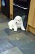 Chow Chow Puppies for sale in Phoenix, AZ, USA. price: NA